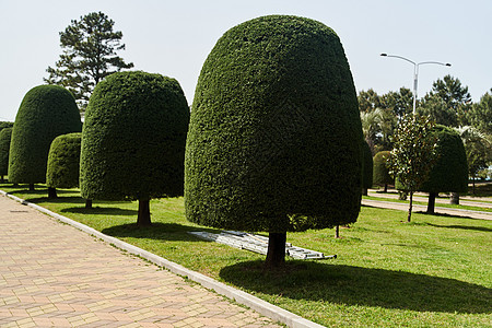格鲁吉亚巴图米公园几何角剪成的树群人行道叶子修剪种植花园树篱衬套园艺艺术环境图片
