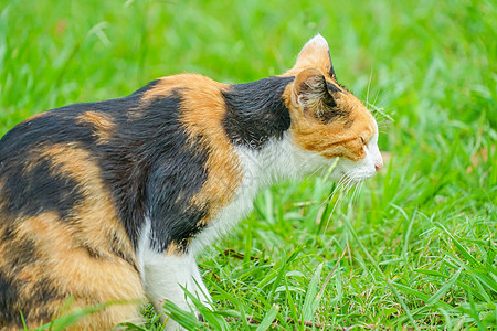 草地上的三合猫宠物陆地哺乳动物动物杂草草原场地流浪猫生物野草图片