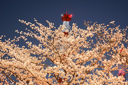 夜樱花和横滨市图片