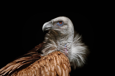 喜马拉雅秃鹫背景图片