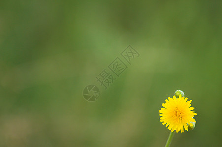 特写绿色模糊背景的黄色普通花朵 Dandelion雏菊花瓣花冠植物花园草地问候草本植物牧场荒野图片