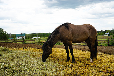 马在农场里吃干草谷物场地国家饲料农田牧场经济畜栏农业栅栏图片