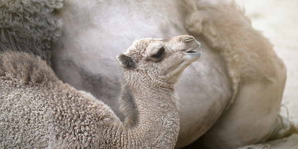 一只骆驼和一只小骆驼并排躺在滚烫的沙滩上 沙漠中的骆驼家族特写沙丘野生动物棕色动物新生晴天家庭眼睛生物荒野图片