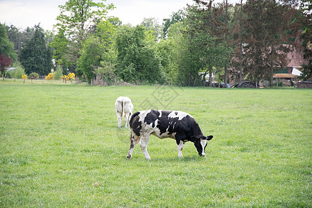 牧场奶牛摄影一群多色黑白奶牛在绿草上野圈里放牧牧场农村动物牛奶家畜眼睛团体农业酒吧农田背景