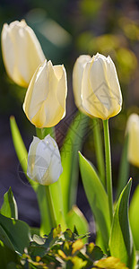 自然界中美丽的白色花朵 外面有绿草和植物 春天早晨户外自然花园中郁金香的特写 园艺日新鲜公园植物的室外景观图片