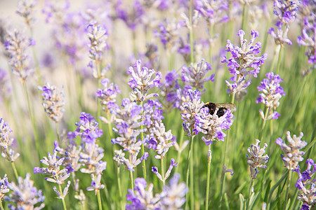 收集花蜜和授粉紫色熏衣草花的花朵植物群昆虫多样性植物花园飞行动物草本植物场地蜜蜂图片