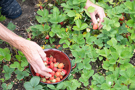 男人在手掌里摘草莓 夏天收获浆果 摘水果饮食覆盆子棕榈甜点手臂小吃植物香气采摘花园图片
