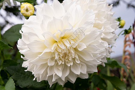 白色大丽花花 超奢华的双倍花朵花卉园艺图片