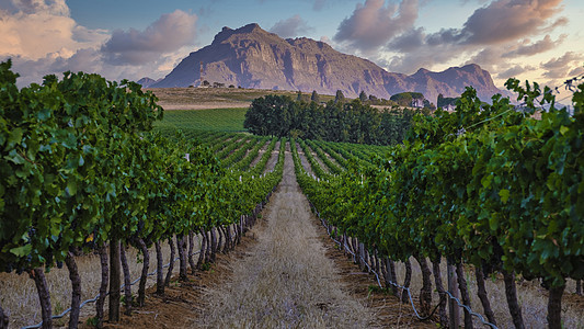 南非开普敦附近斯泰伦博施山丘的日落时风景与葡萄园景观生长爬坡旅行藤蔓天空场地国家酒厂农村农场图片