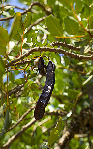 卡罗布水果挂在西拉托尼亚硅树上热带叶子种子食物树叶农场刺槐营养巧克力豆子图片