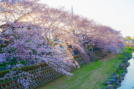 春之Noogawa东京秋福市天空植物调布河床花瓣樱花粉色清流图片