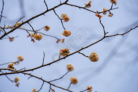 梅花形象梅园李子木头公园粉色白梅植物花瓣晴天蓝天图片