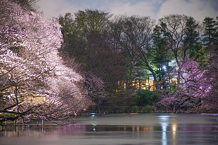 井里有夜樱花植物夜空公园池塘晴天悲哀叶子情感花园文化图片