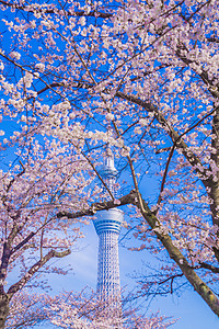 东京天树和樱村商业旅游蓝色花瓣街景景观樱花地标旅行建筑图片