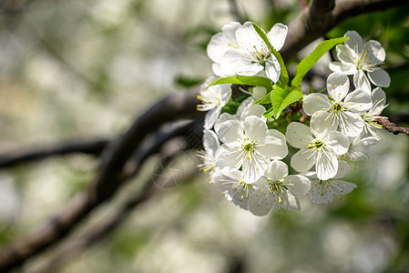 果树开花 樱桃树开花 春天果园季节花瓣花粉叶子白花花园杏树园艺农业图片