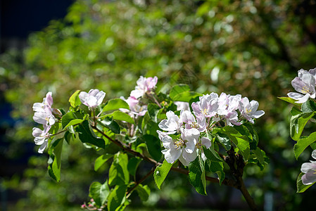 果树开花 樱桃树开花 春天植物群木本叶子花瓣季节园艺植物果园花粉樱花图片