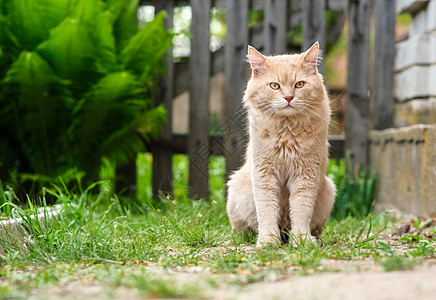 红猫坐在绿野兽的背景上图片