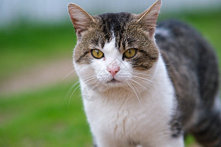 白色绿色背景的可爱猫特写图片