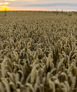 小麦田 黄金小麦的耳朵紧闭 丰收的概念植物收成农村天空谷物生长玉米晴天大麦粮食图片