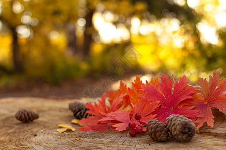 红树叶 浆果和豆瓜在森林的树桩上 有选择性地聚焦 秋季 感恩的概念图片