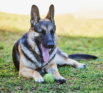 我需要喘口气 一天在家时 一只可爱的德国牧羊犬躺在外面草地上的全长镜头图片