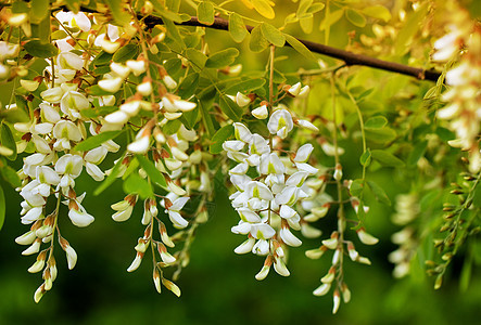 白花在树枝上 公园里有白花图片