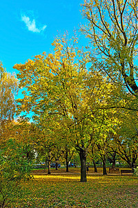 在阳光明媚的秋天 公园中的黄绿树图片