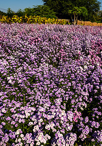 花田中紫色玛格丽特花朵植物特花背景紫花植物群园艺栽培花园植物学场地图片