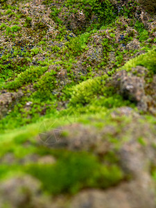 在潮湿的石块上种植覆盖面的新绿苔草季节花园阳光绿色蕨类晴天公园森林藻类生长图片