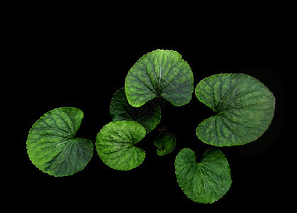 黑色背景的维奥拉工厂绿叶园艺植物绿色树叶中提琴生长花园荒野植物学植物群图片