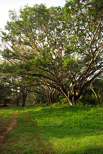 雨林树冠的阴影 大树在森林中环境树木成长生长叶子绿荫木头景观风景雨树背景图片