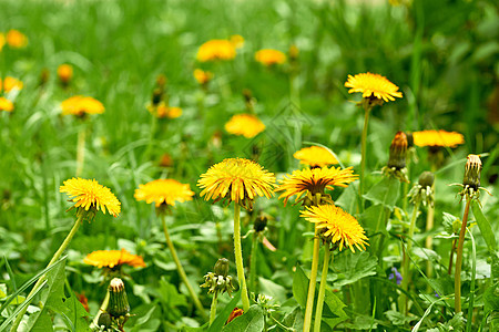 绿色草地上黄花朵的可爱家庭图片