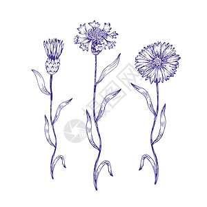 植物植物古董雕刻插图 Centaurea青柳 玉米花图片