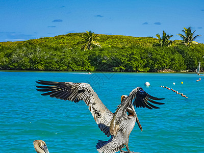 墨西哥孔托伊岛港口的佩利安人鸟荒野异国海岸支撑野生动物天空情调动物热带海鸟图片