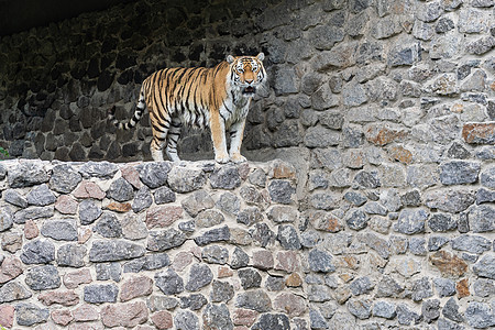 特写孟加拉虎动物园猎人丛林摄影动物食肉哺乳动物眼睛野猫愤怒牙齿图片
