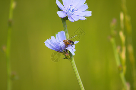 特写绿色模糊背景的蓝色普通圆锥花蜜蜂授粉插播图片