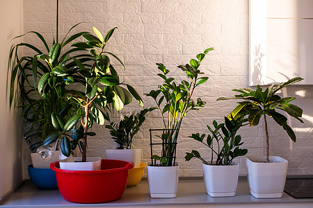 窗台植物室内植物展出 房屋植物晨光窗台花园窗户厨房植物群花瓶叶子光谱房子背景