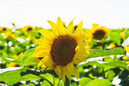 向日葵种植 向日葵田开花 石油进口和出口国家经济植物油商业天空乐趣黄色销售量绿色农民图片