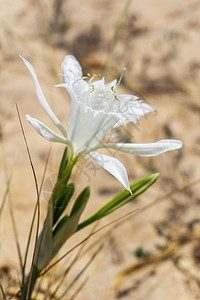 白板状海花紧闭摄影海岸宏观水仙花百合环境花瓣植物植被植物群图片