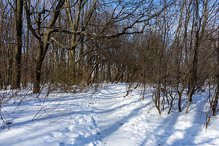在冬季森林的中间 一条在雪中行走的道路图片
