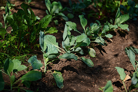 在菜园有机开阔地种植的一排年轻卷心菜 夏季家庭园艺 生态耕作图片