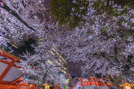 明成樱花和花园神社照明樱花摩天大楼街景城市建筑寺庙机构植物花瓣图片