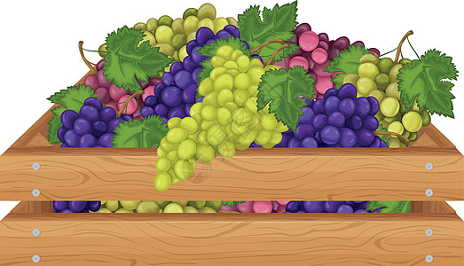 包装木箱葡萄 装有葡萄的木箱 木盒中的五颜六色的葡萄串 包装中的水果 在白色背景上孤立的矢量图插画