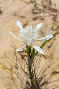 白板状海花紧闭季节阳光环境宏观水仙花植物群沙丘海事百合海岸背景图片