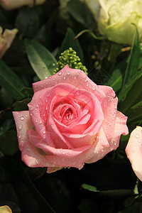 大粉红玫瑰 雨后有水滴花瓣花洒太阳粉色阳光图片