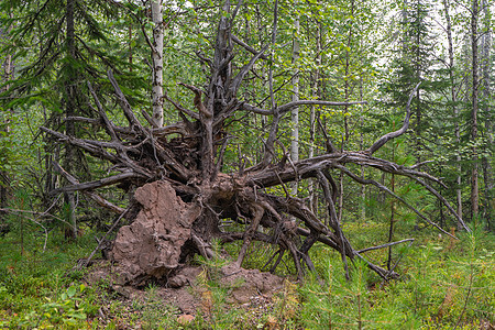 森林中坠落的树根 森林中暴风雨的后果图片