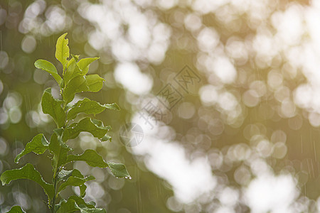 雨天背景加上绿假时的水滴反射环境生长森林墙纸季风季节叶子生活宏观图片