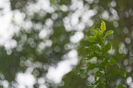 雨天背景加上绿假时的水滴花园环境季节季风下雨天气生长森林气泡生活图片