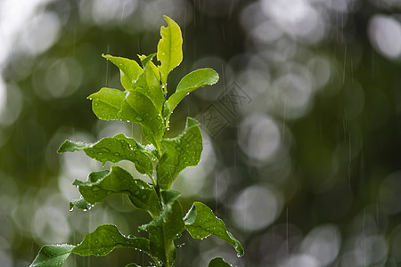 雨天背景加上绿假时的水滴雨滴叶子生活花园下雨季节宏观季风墙纸森林图片