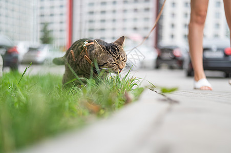 一只小猫在和女主人散步时吃绿草爪子冒险捕食者检查哺乳动物毛皮流浪汉尾巴草地猫科图片